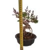 Syringa microphylla - Orgován drobnolistý  SK 3344-83