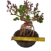 Syringa microphylla - Orgován drobnolistý  SK 3344-83