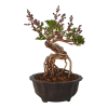 Syringa microphylla - Orgován drobnolistý  SK 3344-83