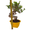 Dráč kórejský -Berberis coreana  SK 344-85