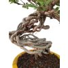 Dráč kórejský -Berberis coreana  SK 344-85
