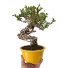 Dráč kórejský -Berberis coreana  SK 344-85