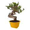 Dráč kórejský -Berberis coreana  SK 344-85