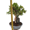 Dráč kórejský -Berberis coreana  SK 344-85