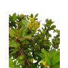 Dráč kórejský -Berberis coreana  SK 344-85