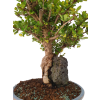 Dráč kórejský -Berberis coreana  SK 344-85