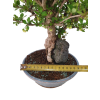Dráč kórejský -Berberis coreana  SK 344-85