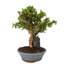 Dráč kórejský -Berberis coreana  SK 344-85