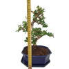 Carmona microphylla - Čaj fuki  SK 3344-2