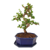 Carmona microphylla - Čaj fuki  SK 3344-2