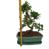 Carmona microphylla - Čaj fuki  SK 3344-2