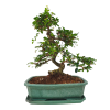 Carmona microphylla - Čaj fuki  SK 3344-2