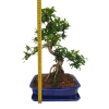 Carmona microphylla – Čaj fuki  SK 3344-2