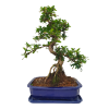 Carmona microphylla – Čaj fuki  SK 3344-2