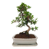 Carmona microphylla – Čaj fuki  SK 3344-2