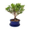 Cezmína - Ilex crenata  SK 3344-14