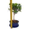 Cezmína - Ilex crenata  SK 3344-14