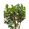 Cezmína - Ilex crenata  SK 3344-14