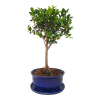 Cezmína - Ilex crenata  SK 3344-14