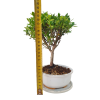 Cezmína - Ilex crenata  SK 3344-14