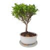 Cezmína - Ilex crenata  SK 3344-14