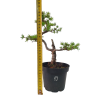 Smrekovec opadavý - Larix decidua  SK-3344-90