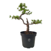 Smrekovec opadavý - Larix decidua  SK-3344-90