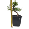 Smrekovec opadavý - Larix decidua  SK-3344-90