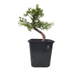 Smrekovec opadavý - Larix decidua  SK-3344-90