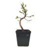 Smrekovec opadavý - Larix decidua  Sk 3344-90