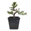 Smrekovec opadavý - Larix decidua  Sk 3344-90