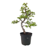 Smrekovec opadavý - Larix decidua  Sk 3344-90