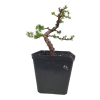 Smrekovec opadavý - Larix decidua  Sk 3344-90
