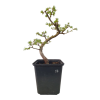 Smrekovec opadavý - Larix decidua  Sk 3344-90