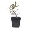 Smrekovec opadavý - Larix decidua  Sk 3344-90