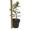 Smrekovec opadavý - Larix decidua  Sk 3344-90