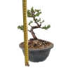 Smrekovec opadavý - Larix decidua  Sk 3344-90