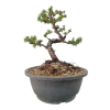 Smrekovec opadavý - Larix decidua  Sk 3344-90