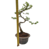 Smrekovec opadavý - Larix decidua  Sk 3344-90