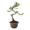 Smrekovec opadavý - Larix decidua  Sk 3344-90