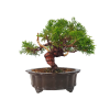 Borievka čínska - Juniperus sargentii  SK-3344-65