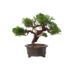 Borievka čínska - Juniperus sargentii  SK-3344-65