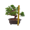 Borievka čínska - Juniperus sargentii  SK-3344-65