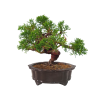 Borievka čínska - Juniperus sargentii  SK-3344-65