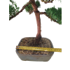Borievka čínska - Juniperus sargentii  SK 3344-65