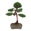 Borievka čínska - Juniperus sargentii  SK 3344-65