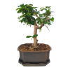 Carmona microphylla - Čaj fuki  SK 3344-2
