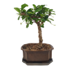 Carmona microphylla - Čaj fuki  SK 3344-2