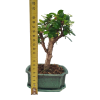 Carmona microphylla - Čaj fuki  SK 3344-2