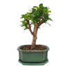 Carmona microphylla - Čaj fuki  SK 3344-2
